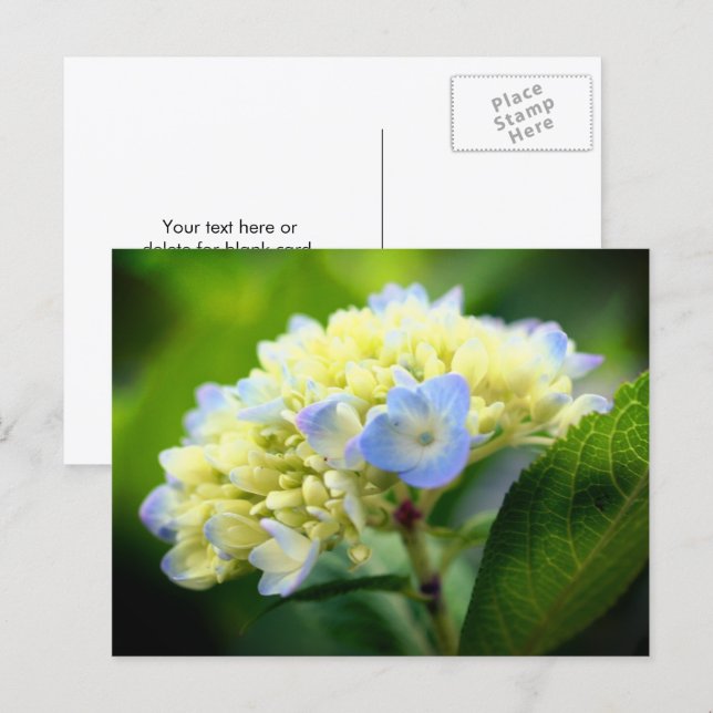 Cartão Postal Fotografia de Flor de Hortênsia Azul Suave (Frente/Verso)