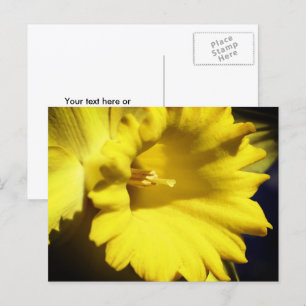 Cartão Postal Fotografia de Flor de Narciso Amarelo