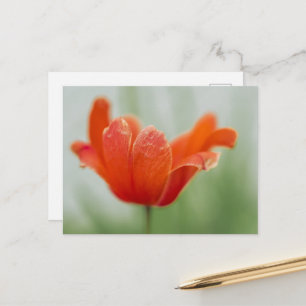 Cartão Postal Fotografia de Flor de Tulipa Vermelha Artística em