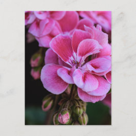 Cartão Postal Fotografia de Flores de Gerânio Rosa Carta Postal