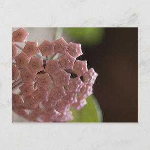 Cartão Postal Fotografia de Flores Rosa