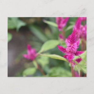 Cartão Postal Fotografia de Flores Rosa Celosia Garden Nature