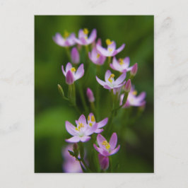 Cartão Postal Fotografia de flores silvestres