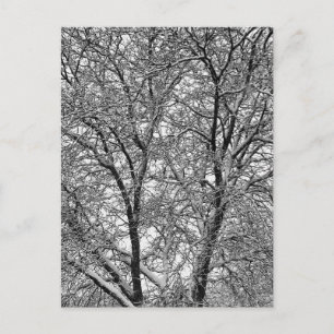 Cartão Postal Fotografia de Galhos de Árvore na Neve de Inverno
