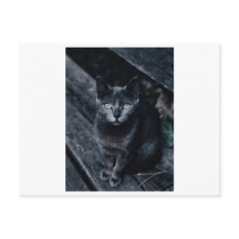 CARTÃO POSTAL FOTOGRAFIA DE GATO PRETO