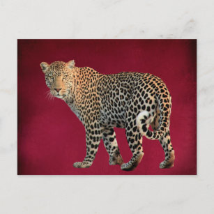 Cartão Postal Fotografia de Gato Selvagem de Leopardo