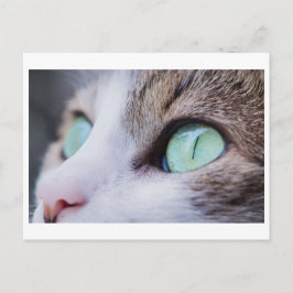 CARTÃO POSTAL FOTOGRAFIA DE GATO VERDE