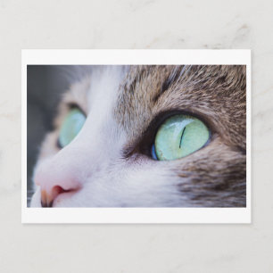 CARTÃO POSTAL FOTOGRAFIA DE GATO VERDE