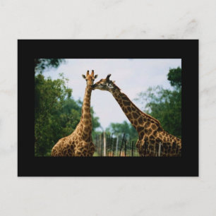Cartão Postal Fotografia de Girafa