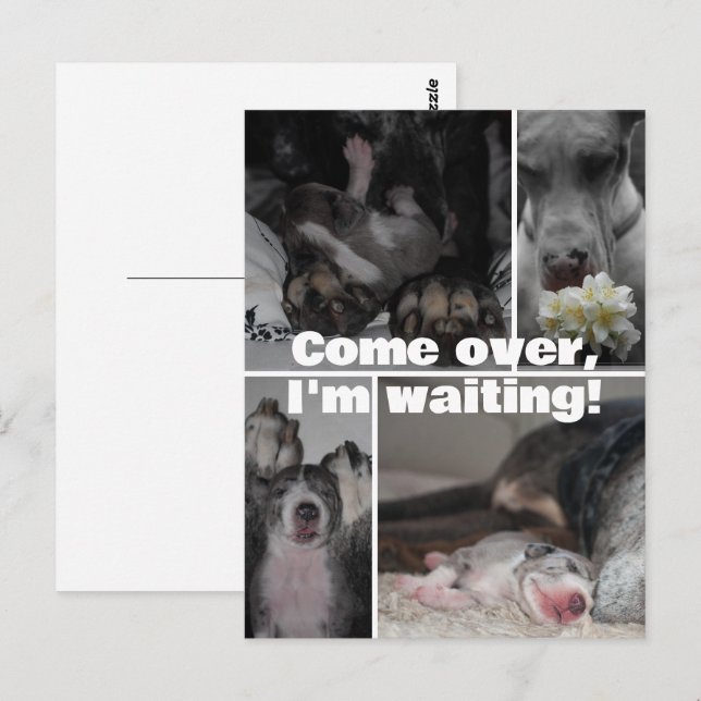 Cartão Postal Fotografia de Grande Dane (Frente/Verso)