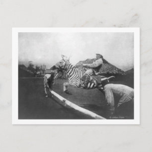 Cartão Postal Fotografia de Homem Montando Zebra Saltando Cerca