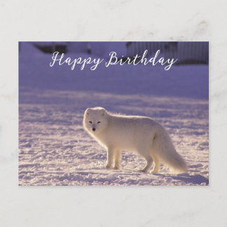 Cartão Postal Fotografia de inverno com Raposa Árctica Branca Cu