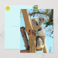 Fotografia de Koala - Vida Selvagem Australiana