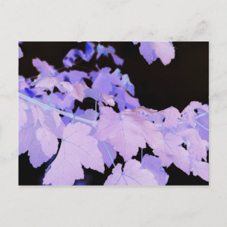 Cartão Postal Fotografia de Lauren Perry~