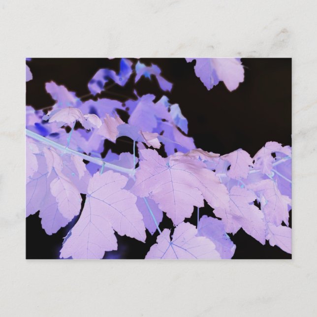 Cartão Postal Fotografia de Lauren Perry~ (Frente)