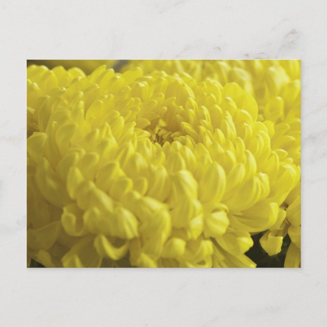 Cartão Postal Fotografia de Macro Chrysanthemum Amarelo (Frente)