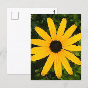Cartão Postal Fotografia de Margarida Amarela