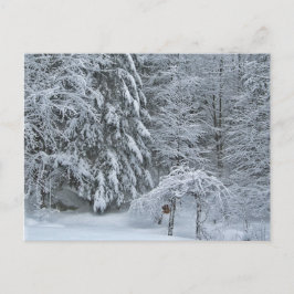 Cartão Postal Fotografia de paisagem de floresta de inverno cobe