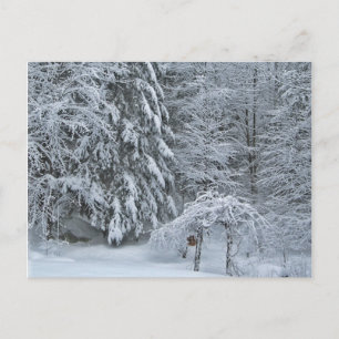 Cartão Postal Fotografia de paisagem de floresta de inverno cobe