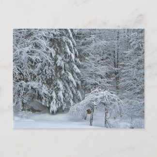 Cartão Postal Fotografia de paisagem de floresta de inverno cobe