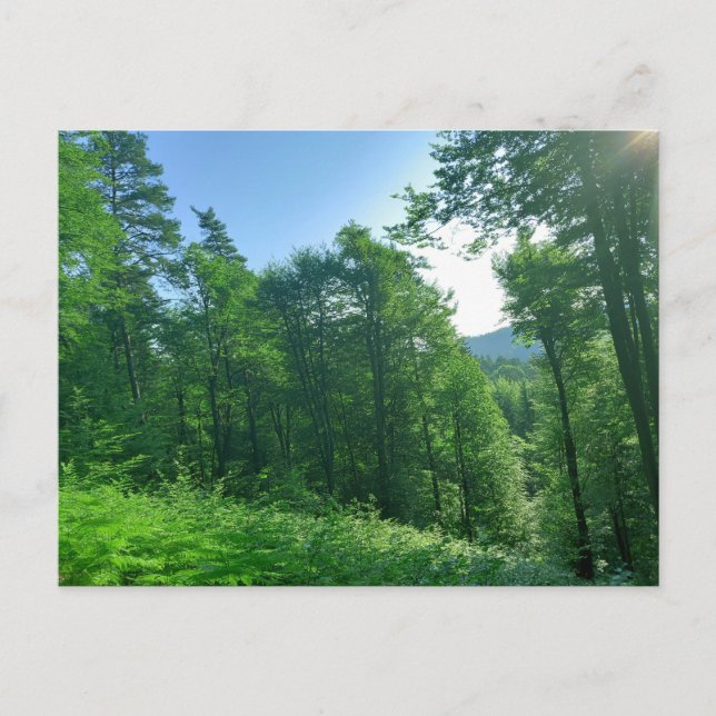 Cartão Postal Fotografia de Paisagem Verde (Frente)