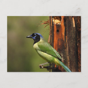 Cartão Postal Fotografia de Pássaro Colorido do Green Jay