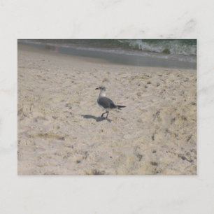 Cartão Postal Fotografia de Pássaros na Praia de Gulf Shores Ala