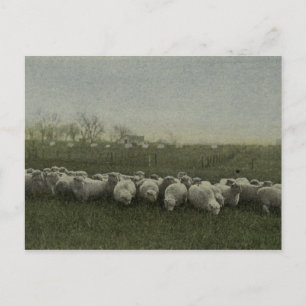 Cartão Postal fotografia de pastoreio de ovinos 1918