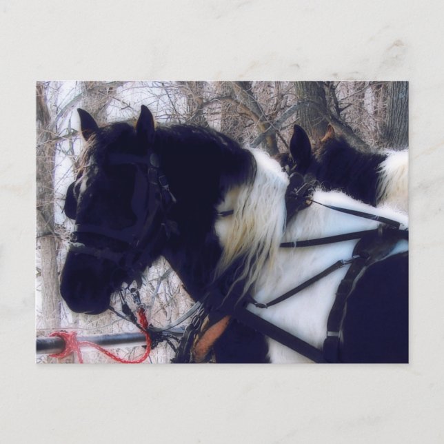 Cartão Postal Fotografia de Pinto Draft Horses Rural Iowa (Frente)