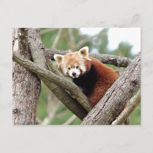 Cartão Postal Fotografia de postal panda vermelho, animais 0501.