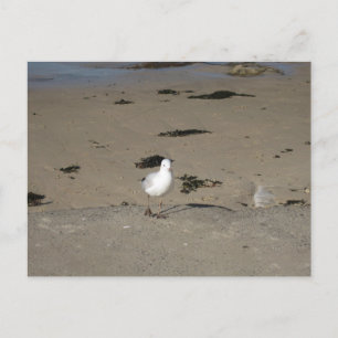 Cartão Postal Fotografia de Praia Sydney Seagull