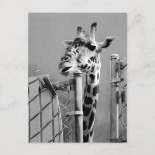 Cartão Postal Fotografia de retrato de girafa