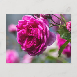 Cartão Postal Fotografia de Rosa Rosa Carta Postal