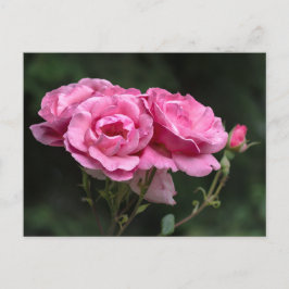 Cartão Postal Fotografia de Rosas Cor-de-Rosa em Cartão-Postal