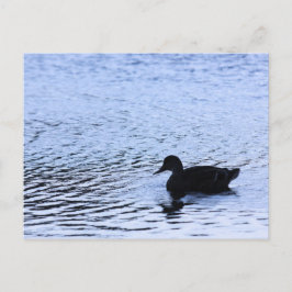 Cartão Postal Fotografia de Rugas na Água do Lago de Vida Selvag