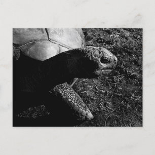 Cartão Postal Fotografia de tartaruga em preto e branco