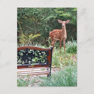 Cartão Postal Fotografia de um cervo jovem no jardim de grama