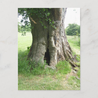 Cartão Postal Fotografia de uma árvore