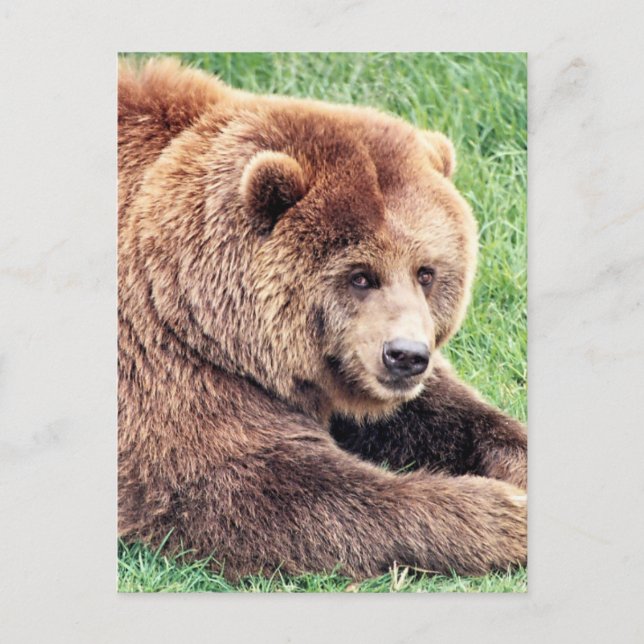 Cartão Postal Fotografia de Urso Marrom Fofo (Frente)