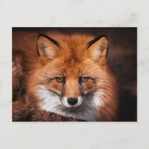 Cartão Postal Fotografia de Vida Selvagem da Floresta com Raposa