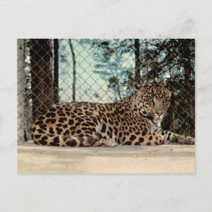 Cartão Postal Fotografia de Vida Selvagem do Jaguar Vintage Zoo