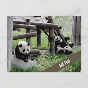 Cartão Postal Fotografia do Baby Panda