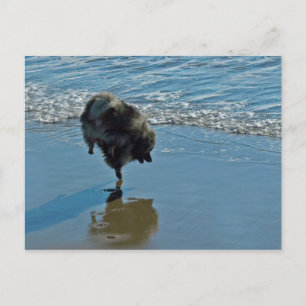 Cartão Postal Fotografia do Balé Keeshond - Arte de Cachorro Ori