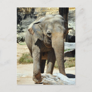 Cartão Postal Fotografia do Elefante Asiático