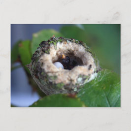 Cartão Postal Fotografia do Nest Hummingbird