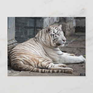 Cartão Postal Fotografia do Tigre Branco de Bengala Relaxada