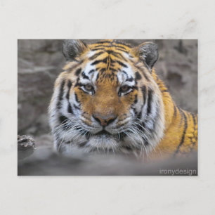 Cartão Postal Fotografia do Tigre Siberiano