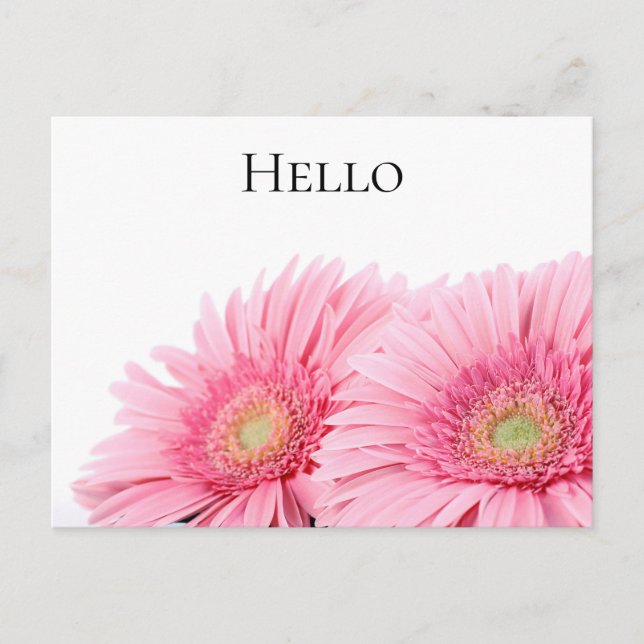 Cartão Postal Fotografia Elegante de Gerbera Daisies Rosa (Frente)