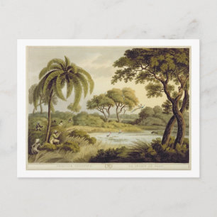 Cartão Postal Fotografia em Peacock, de "Esportes de Campo Orien