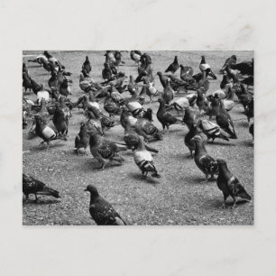 Cartão Postal Fotografia em preto e branco de muitos pombos